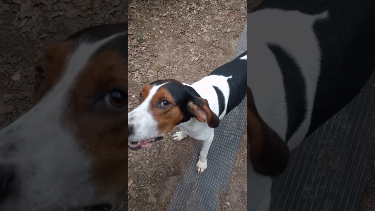 Treeing Walker Coonhound Jax Howling 