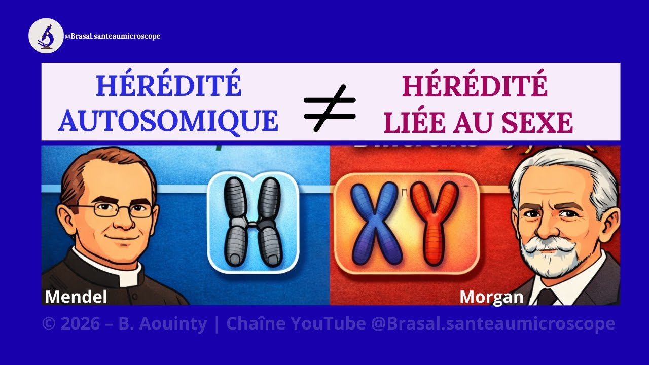 Hérédité Autosomique Et Hérédité Liée Au Sexe En Monohybridisme