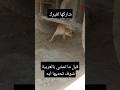 نصيحة للسواقين في جو الحرارة Youtubeshorts نصيحة للسواقين في جو الحرارة Youtubeshorts