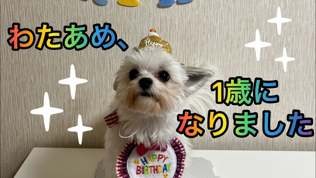 初めてケーキを食べたチワマルわたあめ Youtube 初めてケーキを食べたチワマルわたあめ Youtube