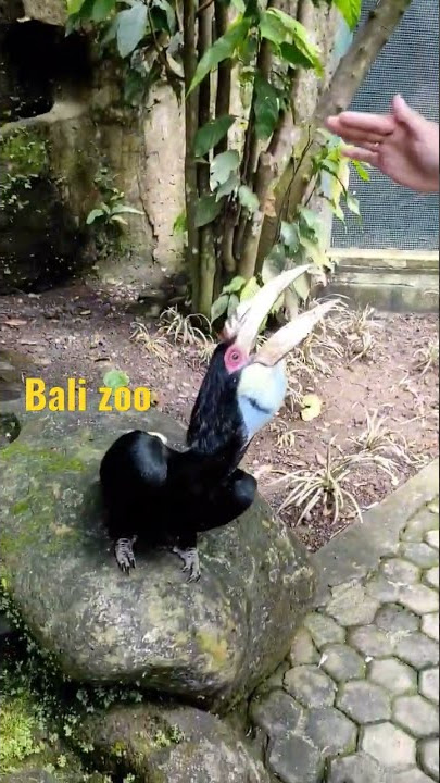 bali zoo,, feeding birds#balizoo #bali #shorts ##liburandibali #oleholehbali