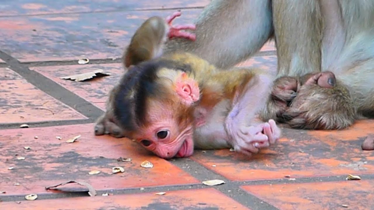 Still Learning to Walk — A Curious Baby Monkey Enjoys Every Step 🐒💛.