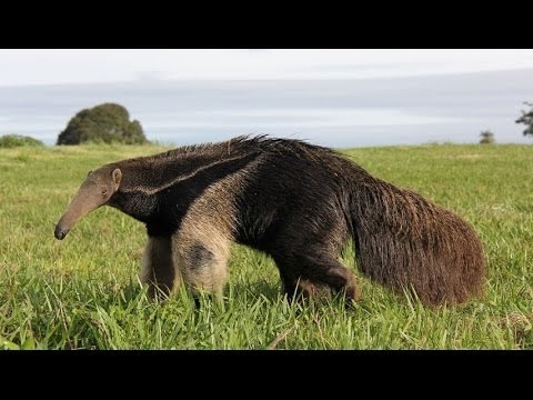 Động vật đột biến ở đồng cỏ Cerrado Brazils