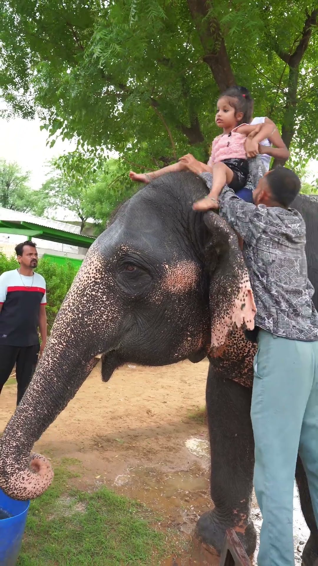 Maha ne liya elephant shower?