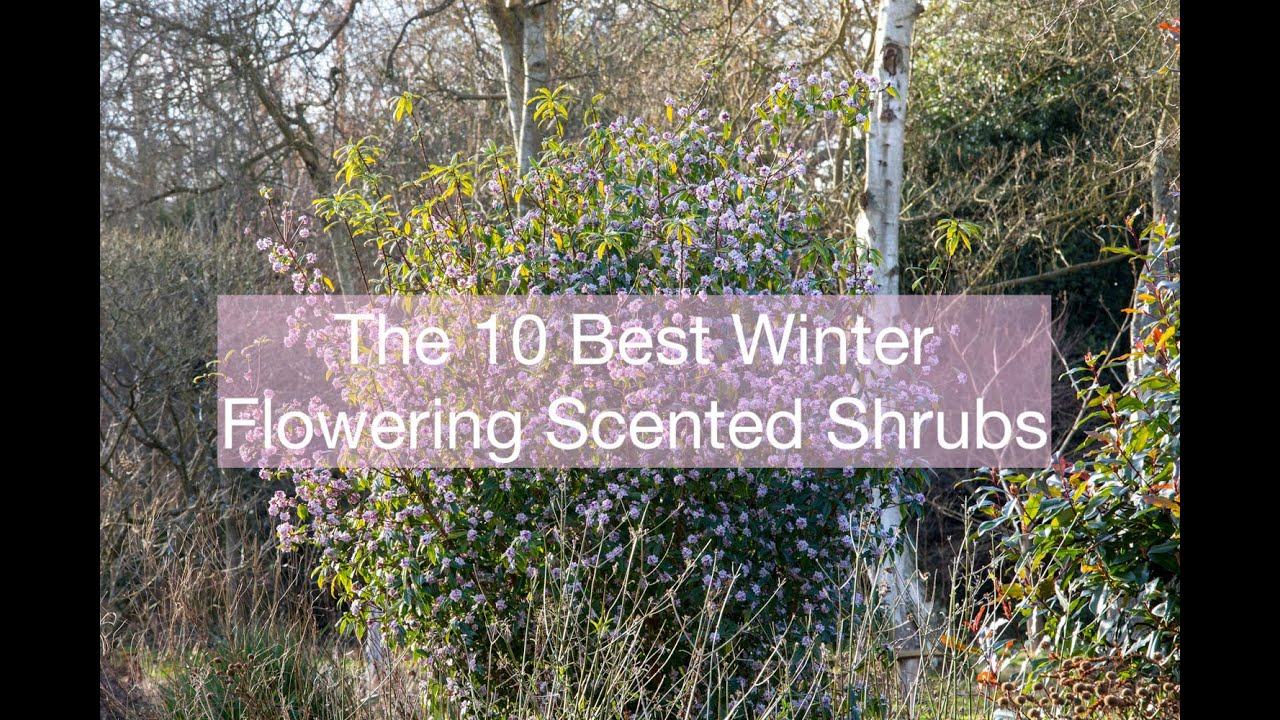 The 10 Best Winter Flowering Scented Shrubs- Featuring Daphne bholua 'Jacqueline Postill'