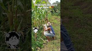 Maling sama pohon jangungnya ikut kabur 😅‼️#funny #comedy #fyp #funnyshorts y