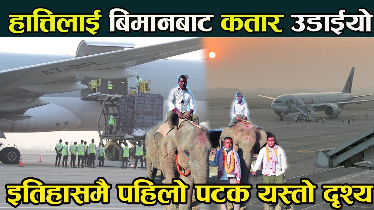 ६ वर्षको खगेन्द्रप्रसाद र ७ बर्षकी रुद्रकली हात्ती गौतमबुद्ध विमानस्थलबाट कतार उडे  elephants