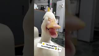Download Lagu Laughing Duck Sound 😂🦆 | Suara Bebek Ketawa Lucu😂 #shorts MP3 Download Lagu Laughing Duck Sound 😂🦆 | Suara Bebek Ketawa Lucu😂 #shorts MP3
