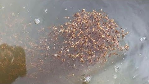 Câu Cá lóc bằng vịt.Cá Gì Táp Gãy Luôn Cái Lưỡi Câu Kinh Hồn Thiệt.