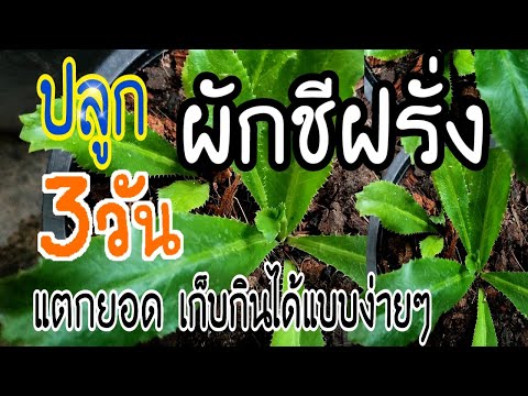 วีดีโอ: ยี่หร่ากับผักชีฝรั่ง - ความแตกต่างระหว่างพวกเขาคืออะไร?