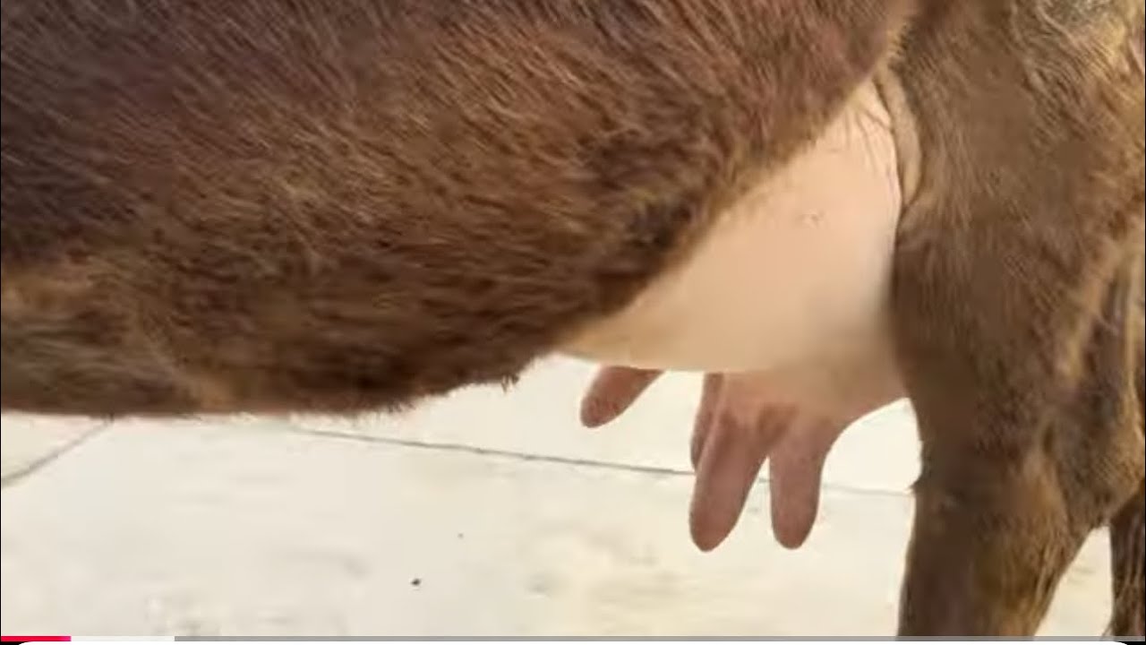 ☎️011 87 95 95 ☎️ГОВИ 10 ЛЕТИР ШИРДОРИ ФУРУШИ НАВОРИ ТОЗА 4 февраля 2026 г.