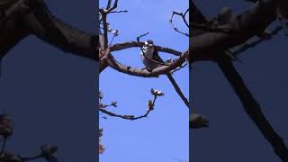 Cherry Blossoms High Park Toronto #foryou #ytshorts#cherryblossoms#toronto #highpark