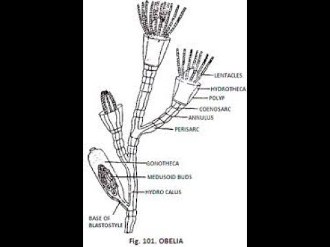 obelia colony