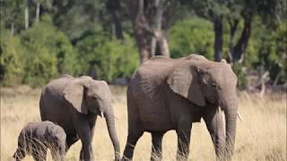 10 Life Lessons Kids Can Learn From Animals