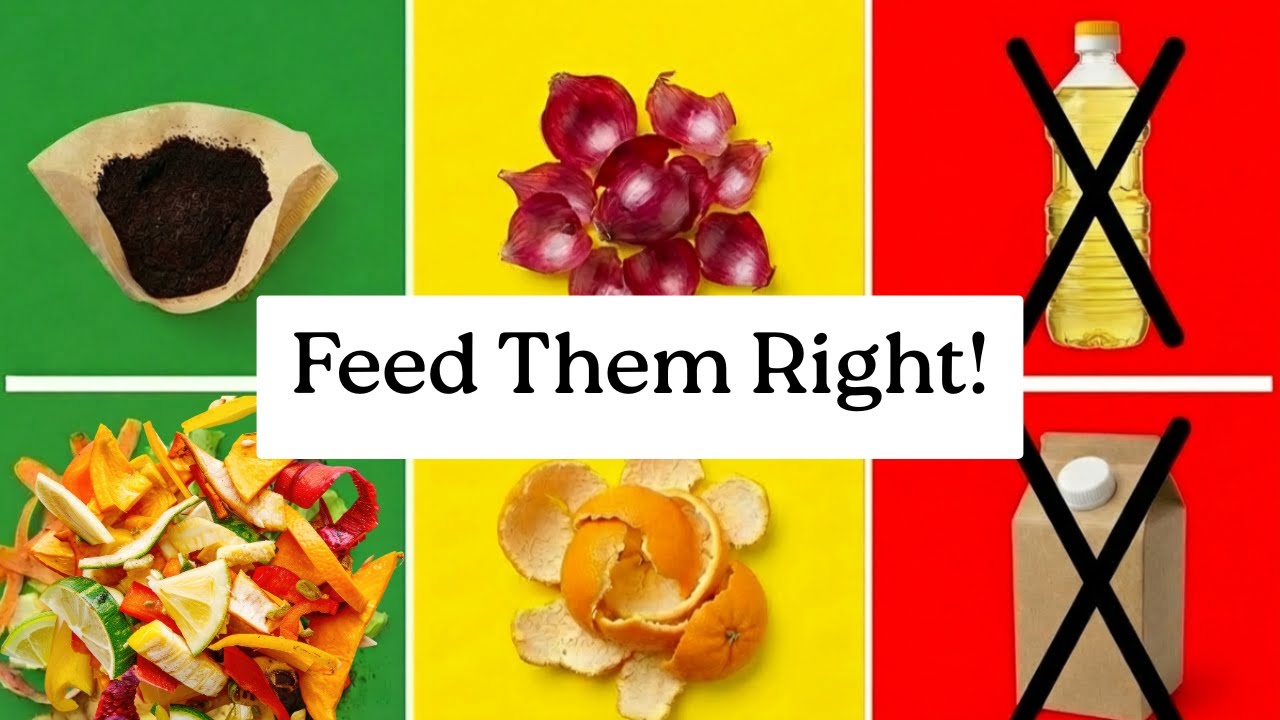 Ваш компостный ящик обречен? Проверьте это в первую очередь.