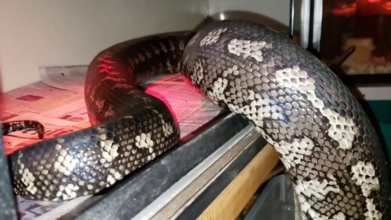Snakes Learn From Their Handler YouTube
