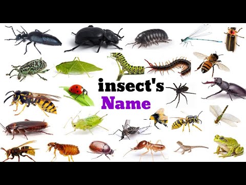 Insects name|all insects name with pictures Insects for kids|Names and Sounds with pictures|kids