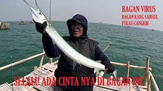 PERDANA BARU LIHAT IKAN INI TERNYATA BISA SEBESAR INI YA