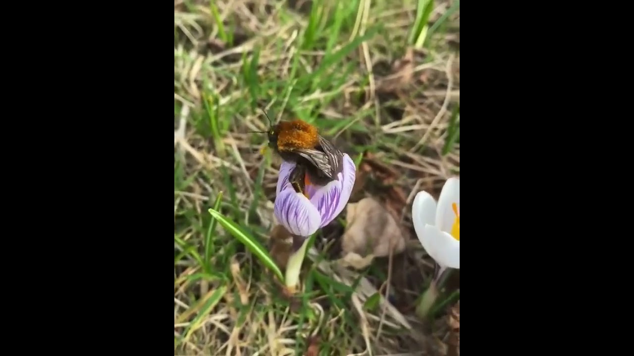 Bee short video viral video 