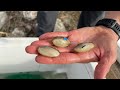 SARA reintroduces freshwater mussels in first-in-Texas conservation effort