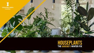 Houseplants: The Gardener's Winter Fix