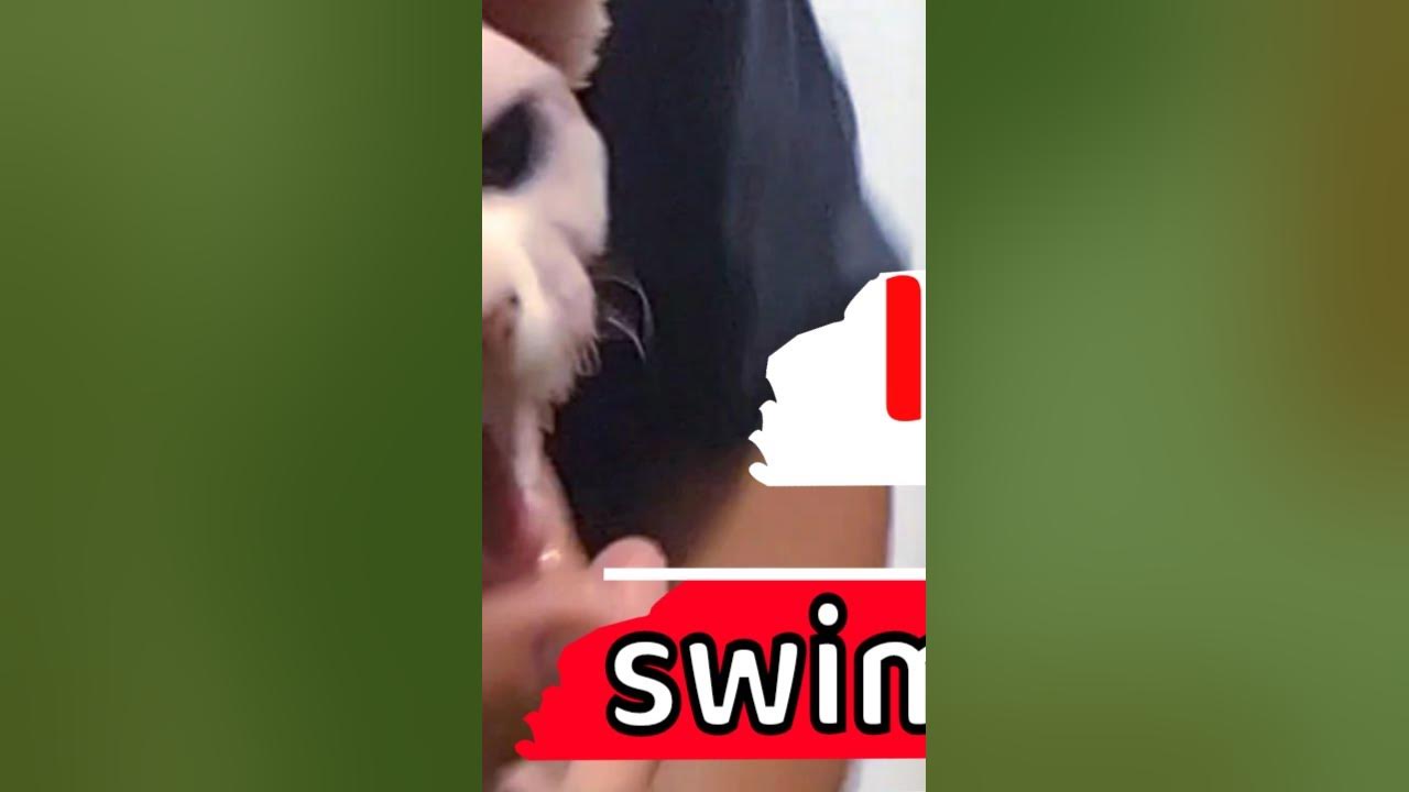 Why does my cat yell while bathing? YouTube