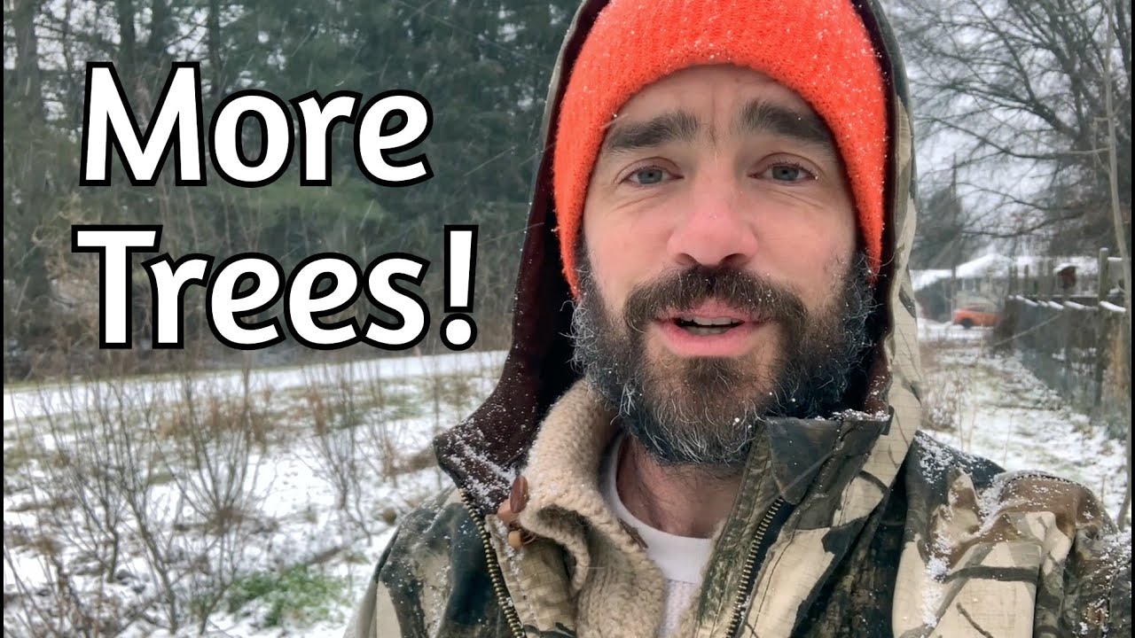 Paw Paw, Pecans, Persimmons - Tree Guild Additions over time