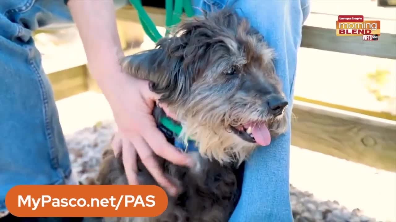 Pasco County Animal Services Morning Blend YouTube