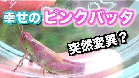 幸せのバッタ Youtube