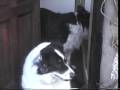 Chief the beardog 20012009 border collie with his dad rebel