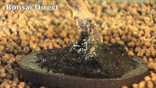 Bonsai Care with Lloyd Noall - Chapter 5 - Watering & Positioning your bonsai