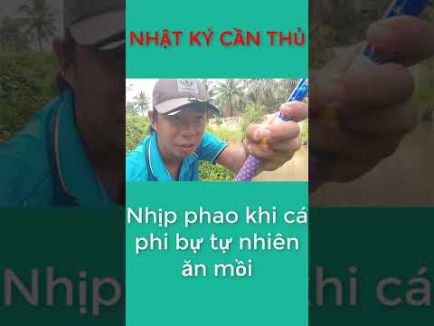 Video #short - Cận cảnh nhịp phao cá rô phi bự tự nhiên ăn... - youtube