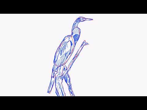 How to draw an African darter anhinga rufa