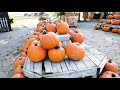 Watch Now: Helgoth's Pumpkin Patch