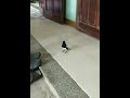 Burung Kacer Poci Copsychus Saularis Oriental Magpie-Robin #shorts #short #burungkicau #videoshort