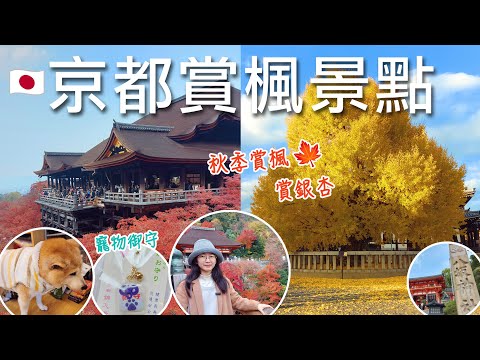 ????????必訪❗️日本京都賞楓景點????｜清水寺、八坂神社、錦天滿宮買寵物御守、西本願寺賞百年銀杏｜京都錦市場吃美食｜2023????????日本京阪奈自由行✈️｜芒果這一家????