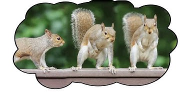 Keep squirrels away from your bird feeder