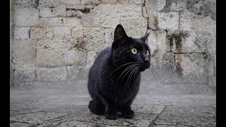 A Black Cat Conducts Shadows And Escapes Into The Sun