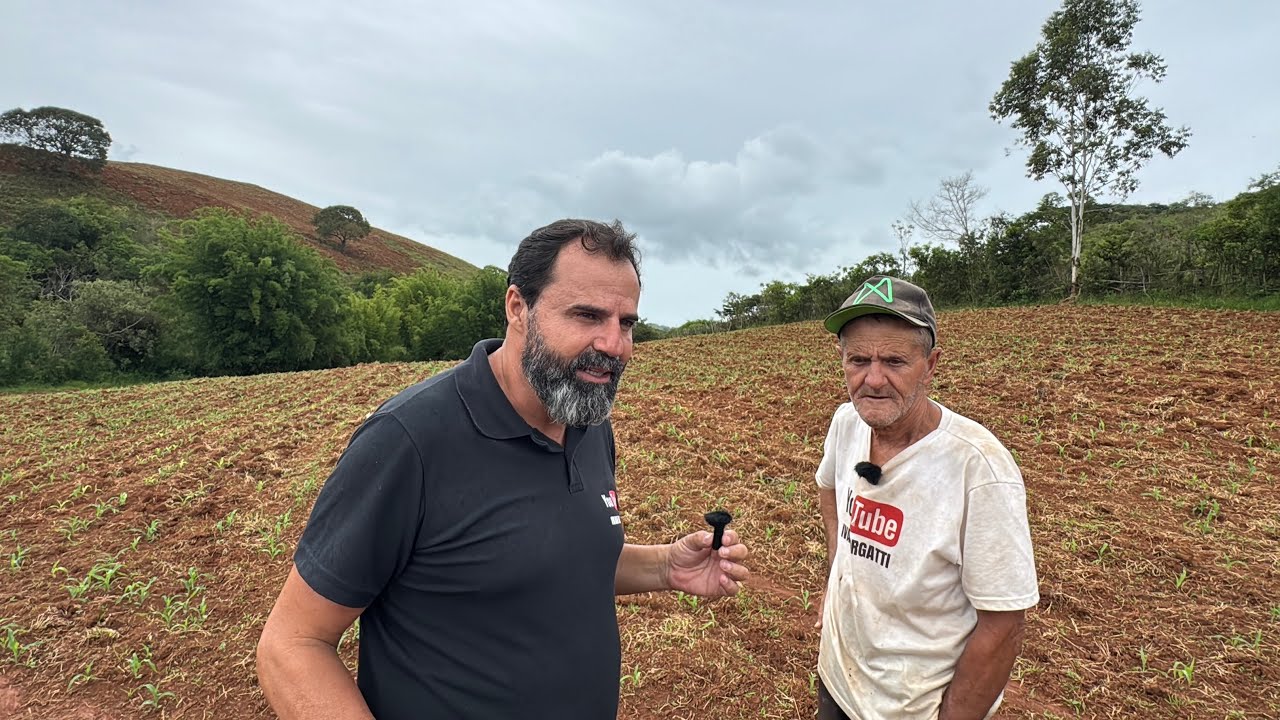 POUCOS DIAS DEPOIS DO PLANTIO, O MILHO JÁ ESTÁ BROTANDO