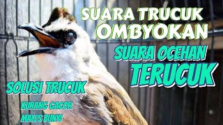 SUARA TRUCUK KOLONI 💯AMPUH #pancingantrucuk#trucukangacor #trucukan#trucukanbetinamemanggiljantan