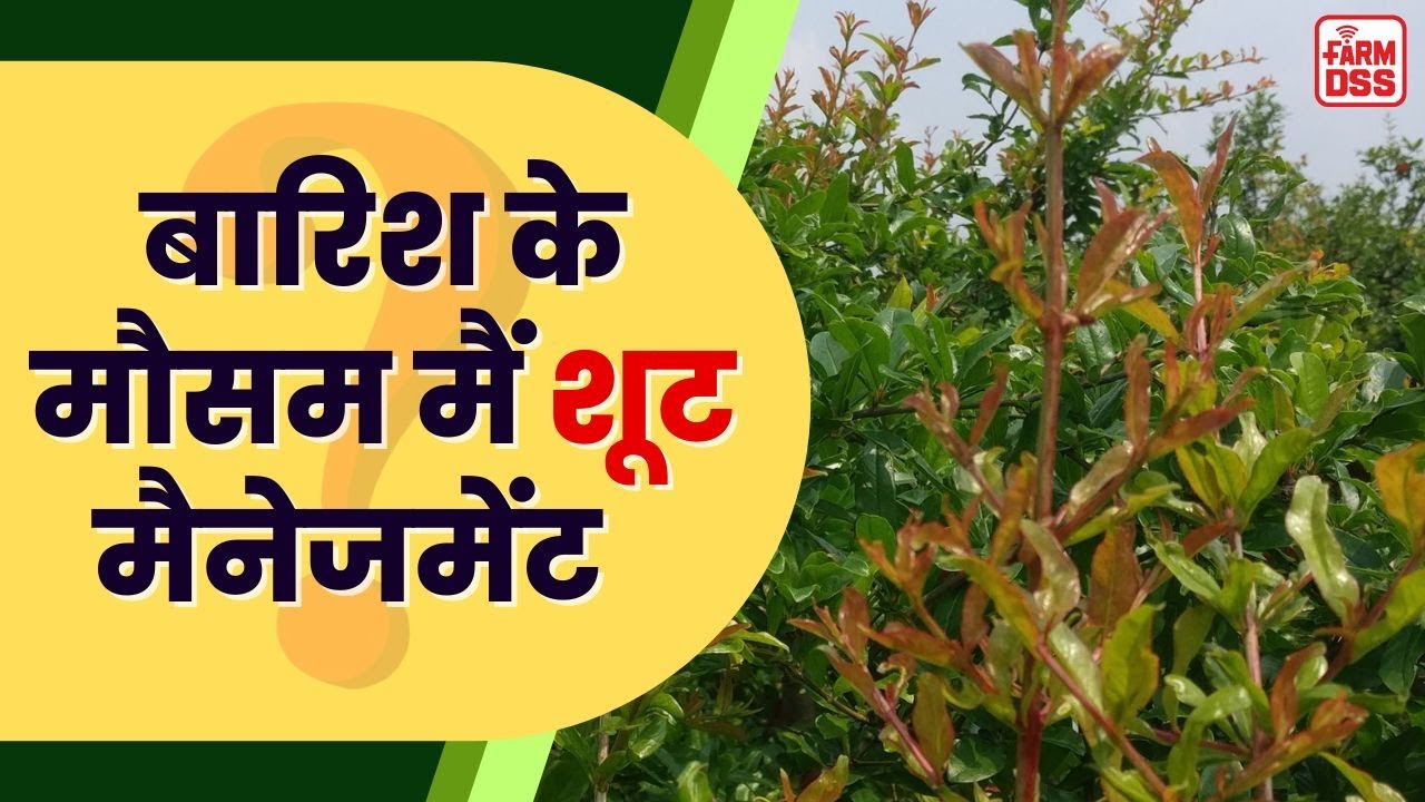 बारिश के मौसम मैं शूट मैनेजमेंट | Shoot Management during the Rainy Season @BTGore