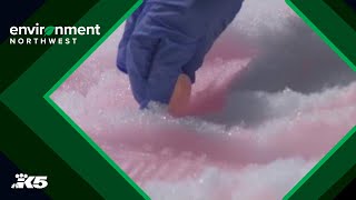 What is pink snow? Researchers work to answer your pink snow questions