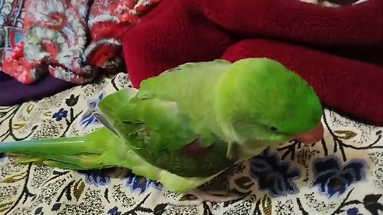 Beautiful parrot 🦜🐦 talking parrot 🦜😍
