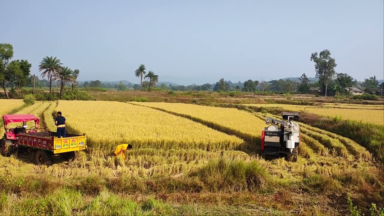 Kubota harvester #kubuta #newmachine 