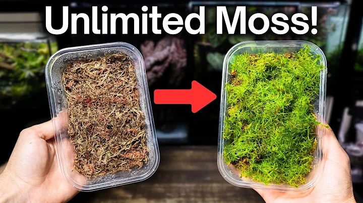 How To Grow Sphagnum Moss - Easy Beginner Method