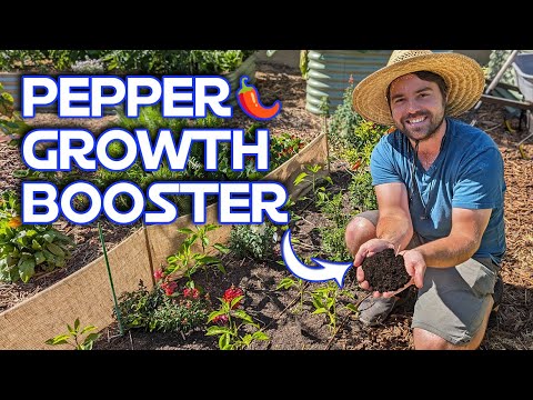 How I Make My Peppers Grow Faster For Free