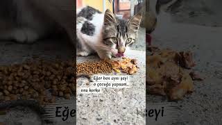 Merhametsiz büyüyen kalp, önce vicdanını kaybeder.🐾 #merhamet #eğitim #straycat #cats #shorts #fy