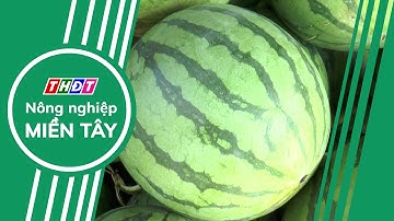 Dưa hấu xuất khẩu sang Trung Quốc phải có nguồn gốc xuất xứ | Nông nghiệp Miền Tây