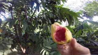Gauva Fruit
http://roaldboom.com/
https://www.facebook.com/roald.boom
Welcome to this short video of one of the guava trees in URD Solutions permaculture garden.
This amazing fruit has one of the best smells I have ever had the pleasure of enjoying.
Guavas are low in calories and fats but contain several vital vitamins, minerals, and antioxidants and flavonoid compounds that are essential in prevention of cancers, anti-aging, immune-boosting and much more.
They are great to add to your smoothies. I add them without the seeds, but with the skin.
A great recipe is: Banana, guava, almond milk, ice, coconut oil, raw honey, bee pollen and a few scoops of Living Fuel.
This amazing fruit is very rich source of soluble dietary fiber, an excellent source of antioxidant vitamin-C, very good source of Vitamin-A and a good source for flavonoids like beta-carotene, lutein and lycopene.
Studies suggest that lycopene in pink guavas prevents skin damage from UV rays and offers protection from prostate cancer.
The fresh fruit is a very rich source of potassium and further more, the fruit is also a moderate source of B-complex vitamins such as pantothenic acid, niacin, vitamin-B6 (pyridoxine), vitamin E and K, as well as minerals like magnesium, copper, and manganese.
Guava is another great fruit to add to your diet, for both taste and nutritional value.
Life is generous, so enjoy the gifts it loves giving! Gauva Fruit