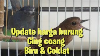 Update harga terbaru burung cingcoang biru \u0026 coklat